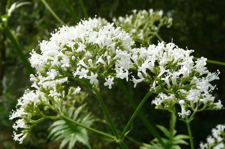 valerian